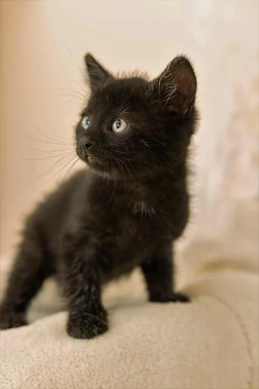 Quanto Tempo Leva para Gatos se Recuperarem de Pneumonia?