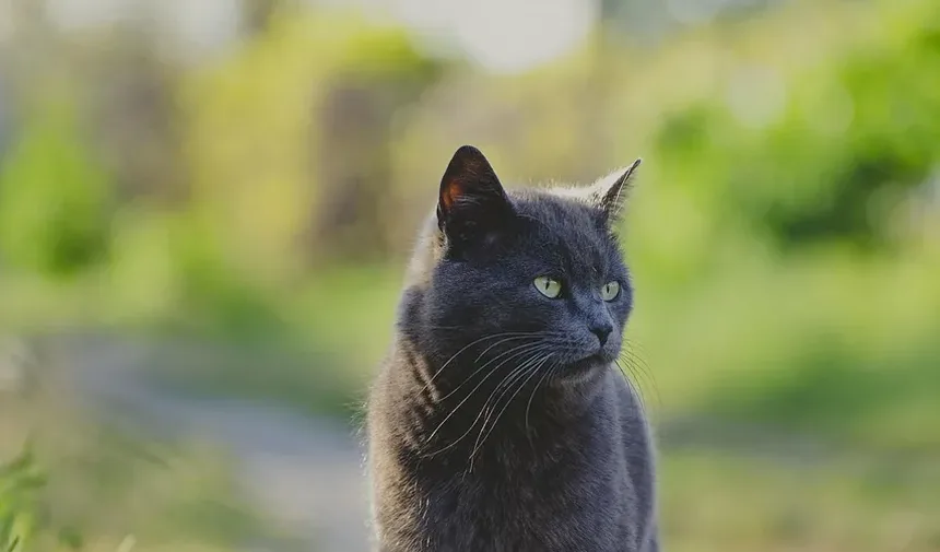 Quanto Tempo Leva para Gatos se Recuperarem de Pneumonia?