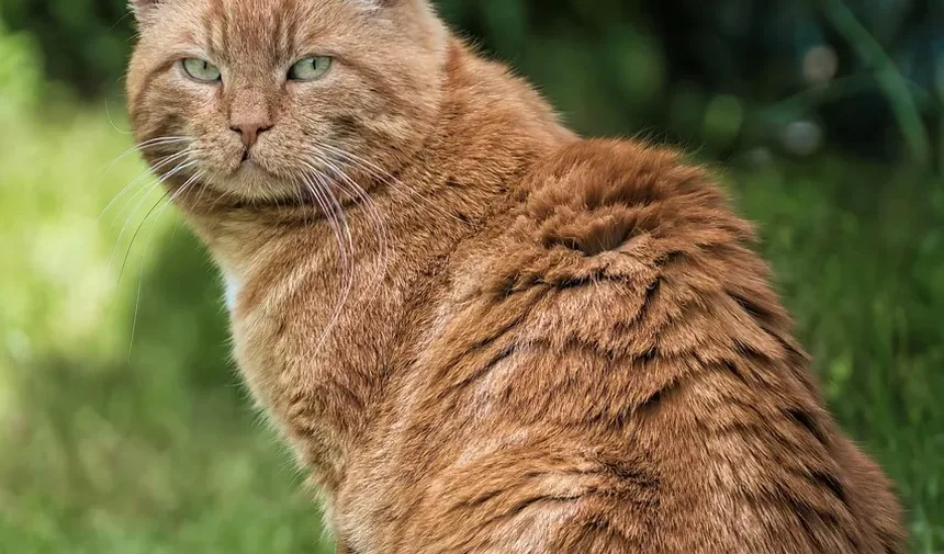 Quanto Tempo Demora para um Gato se Recuperar da Extração de Dentes?