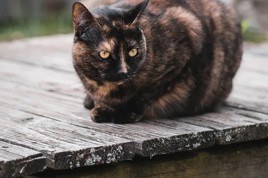 Quanto Tempo Demora para um Gato se Recuperar da Extração de Dentes?