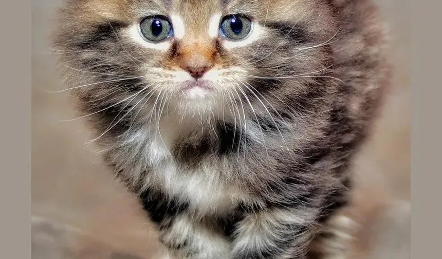 Com que frequência devo dar banho no meu gato com pulgas?