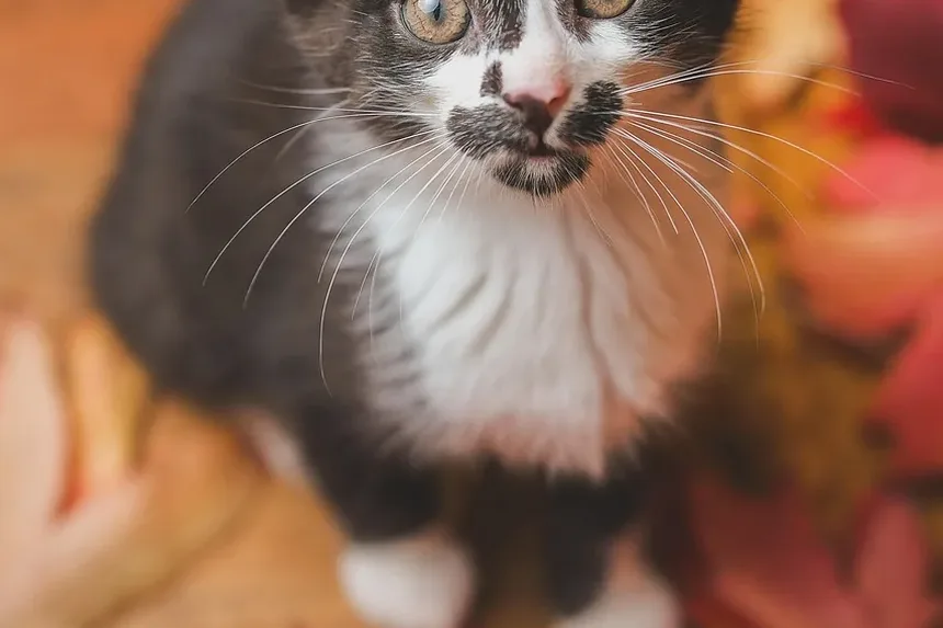 Com que frequência devo dar banho no meu gato com pulgas?