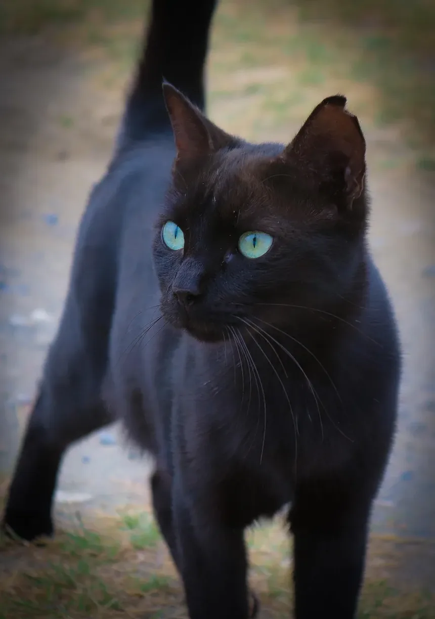 Com que frequência devo escovar meu gato para prevenir bolas de pelo?