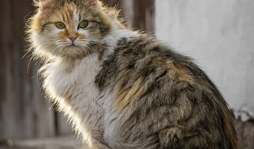 Com que frequência devo escovar meu gato para prevenir bolas de pelo?