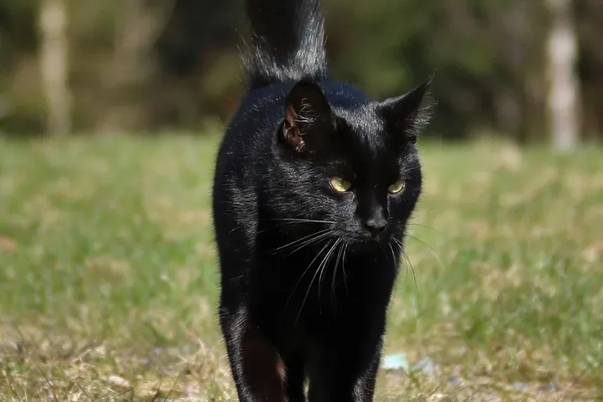 Com que frequência devo escovar meu gato para prevenir bolas de pelo?