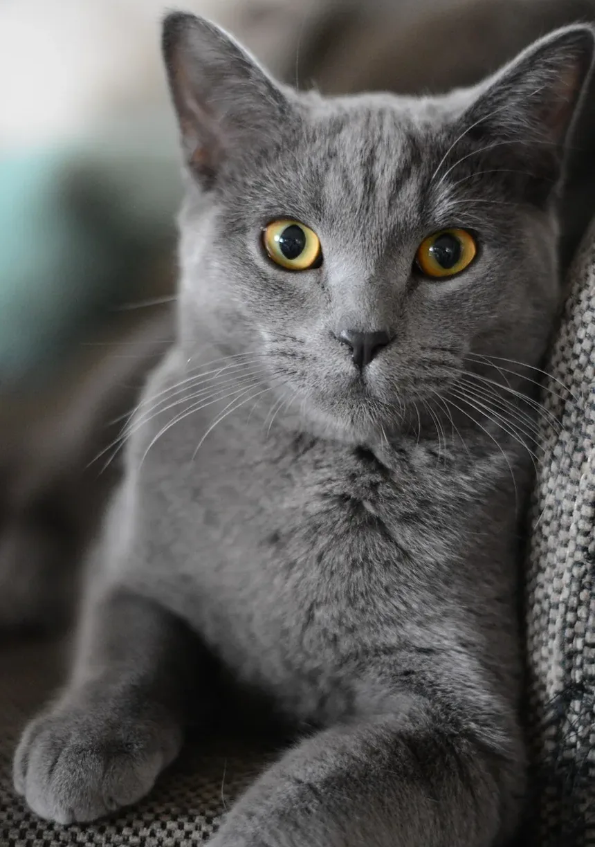Como Escovar os Dentes dos Gatos com Lenços para os Dedos