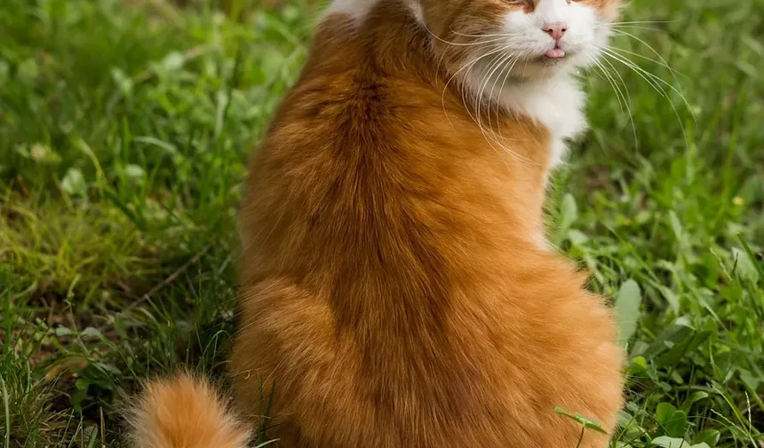Como Escovar os Dentes dos Gatos com Lenços para os Dedos