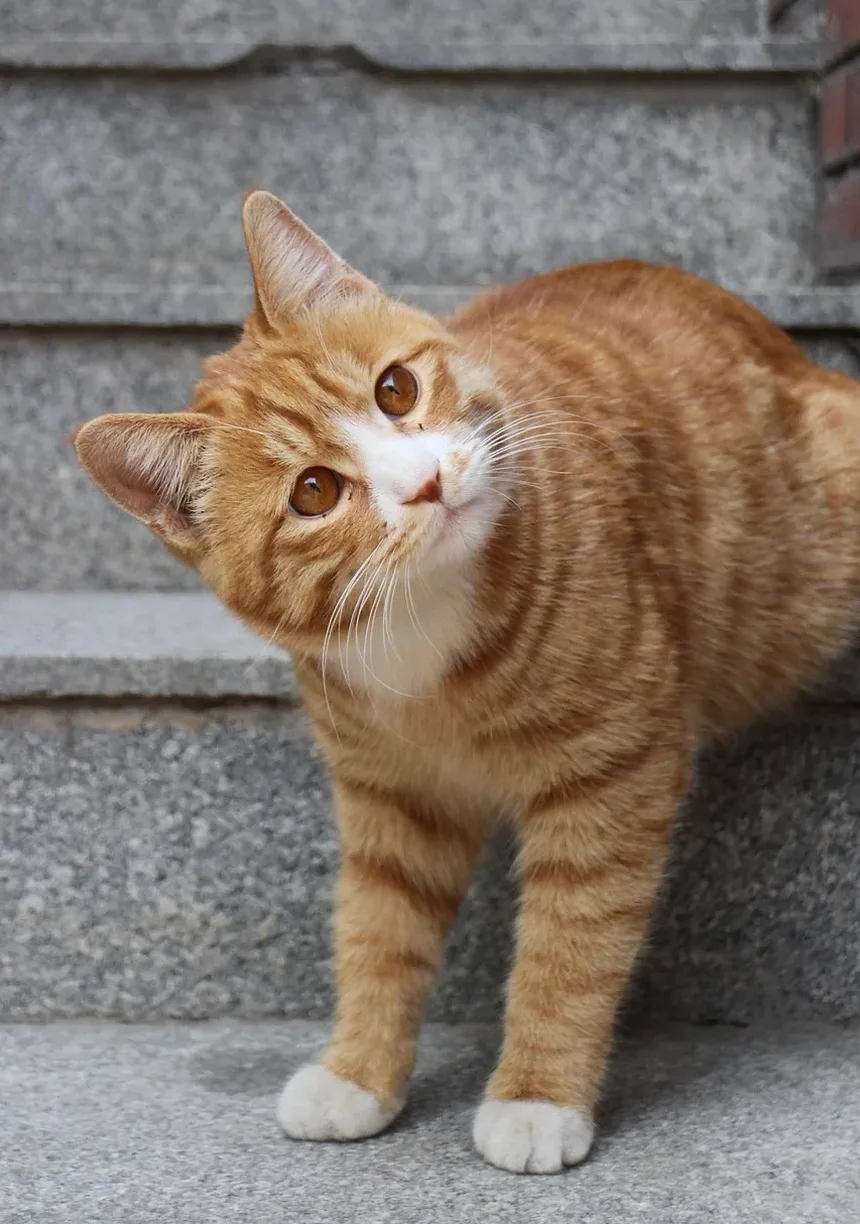 Como Escovar os Dentes de Gatos com Gengivite