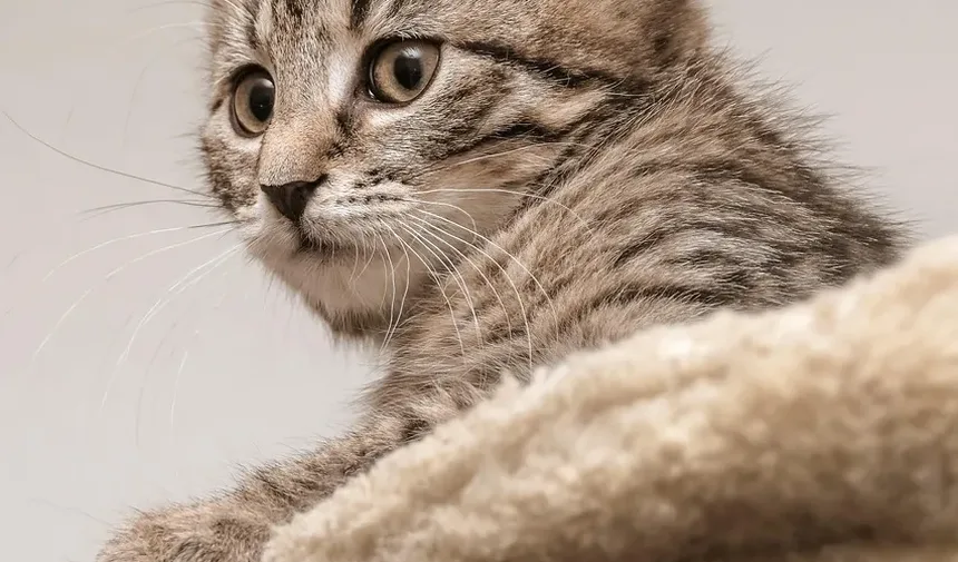 Como Escovar os Dentes de Gatos com Gengivite