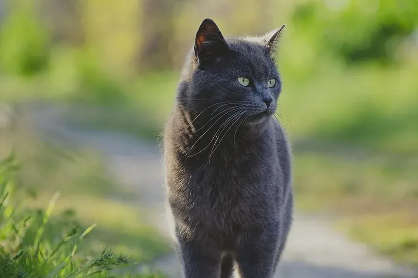 Como Escovar os Dentes de Gatos com Gengivite