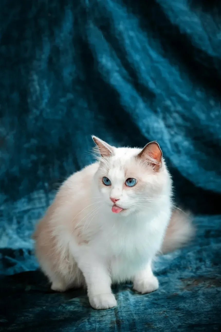 Como Cuidar de Gatos Idosos: Um Guia Completo