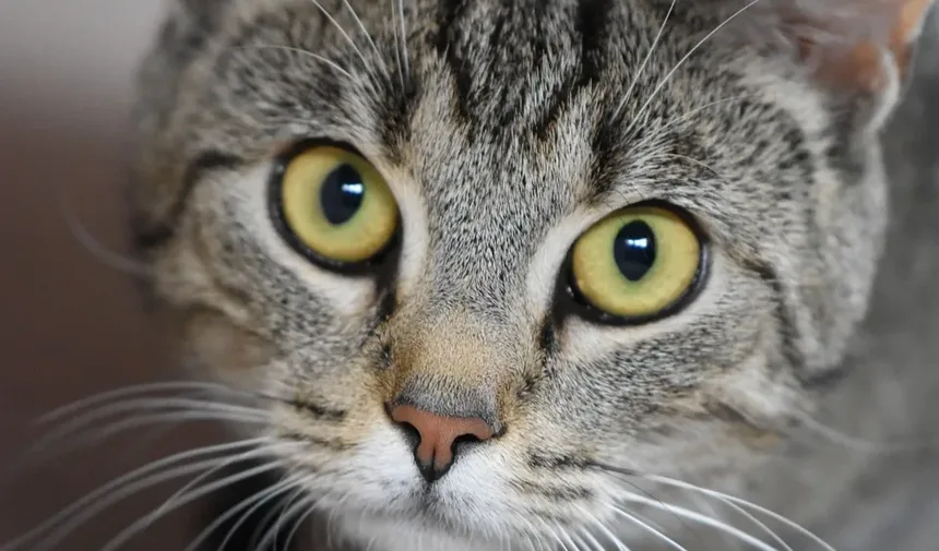 Como Cuidar de Gatos Idosos: Um Guia Completo
