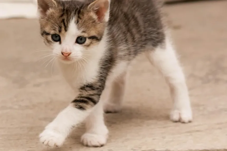 Como Cuidar de Gatos Idosos: Um Guia Completo