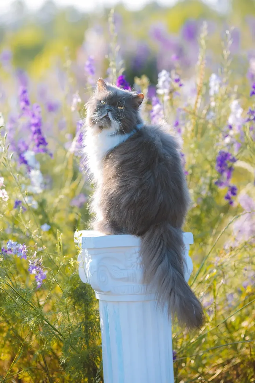 Como Limpar os Dentes do Gato com Gaze: Um Guia Completo
