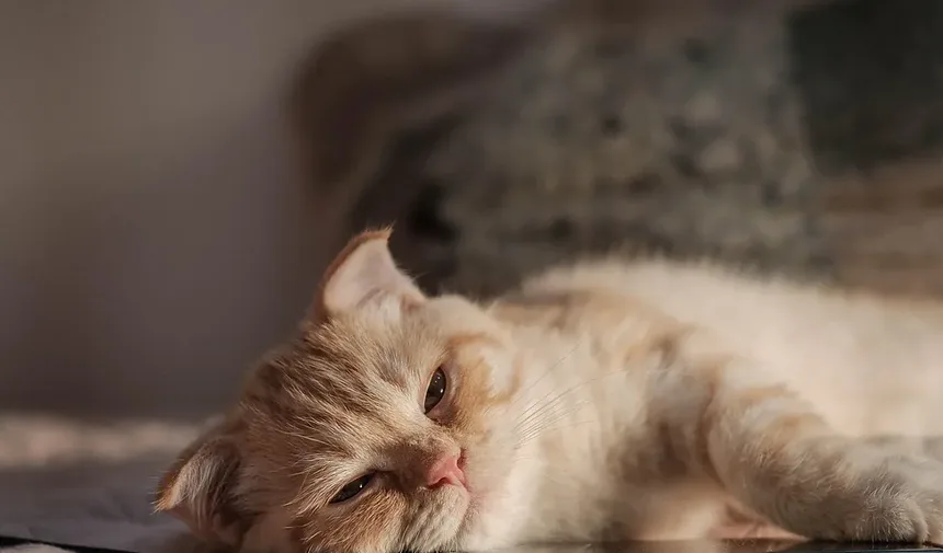 Como Limpar os Dentes do Gato com Gaze: Um Guia Completo