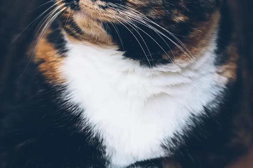 Como Limpar os Dentes do Gato com Gaze: Um Guia Completo