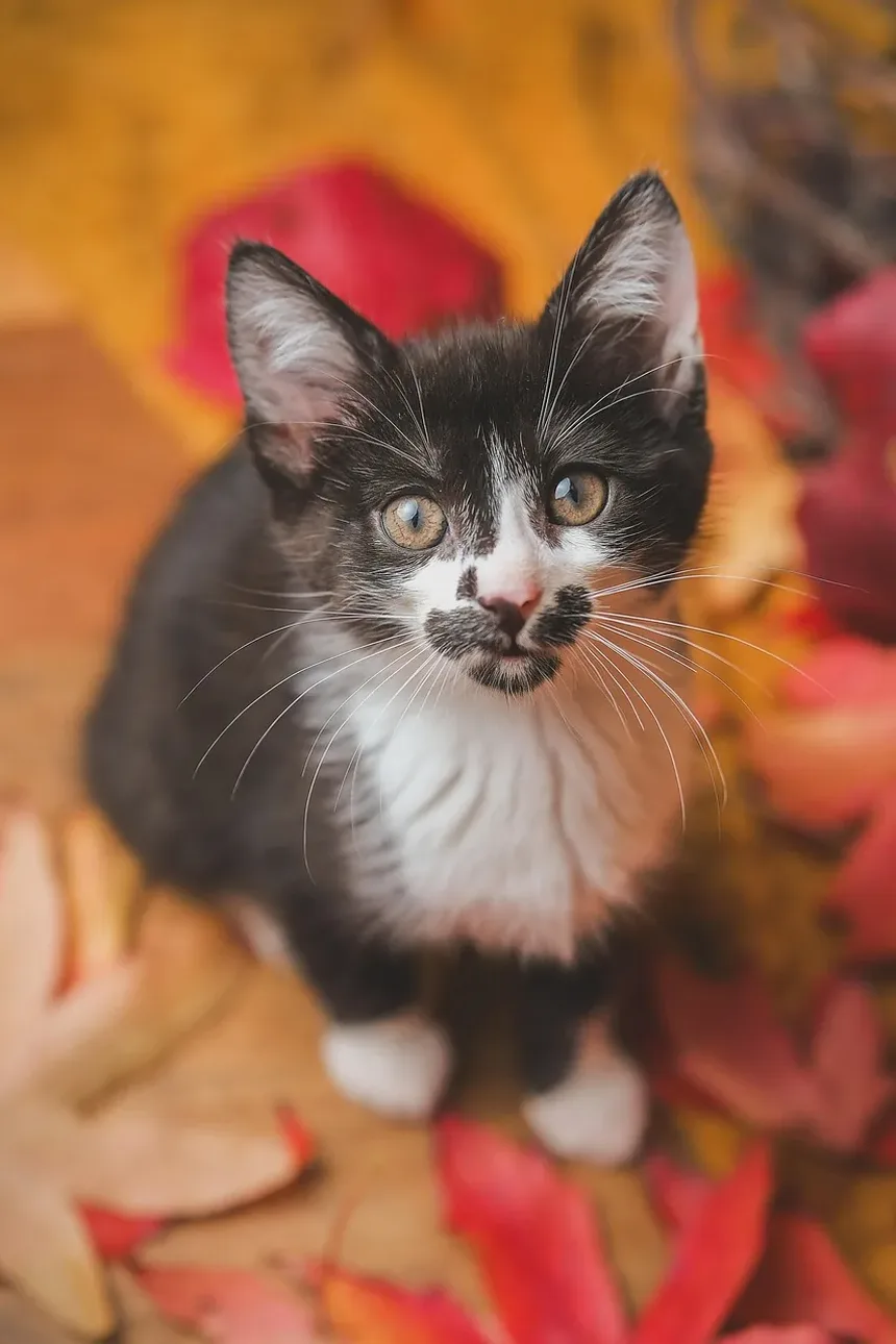 Como Limpar Ácaros das Orelhas dos Gatos: Um Guia Completo