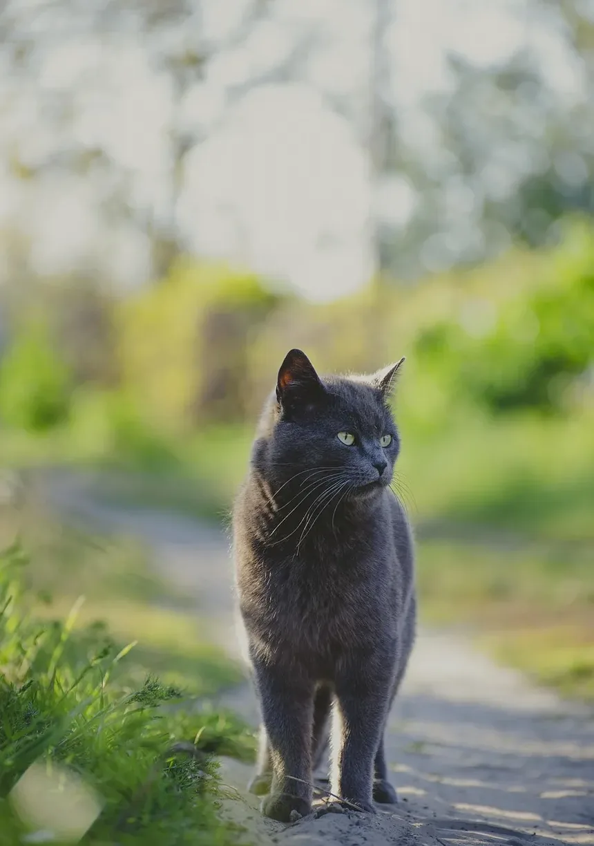 Como Limpar Ácaros das Orelhas dos Gatos: Um Guia Completo