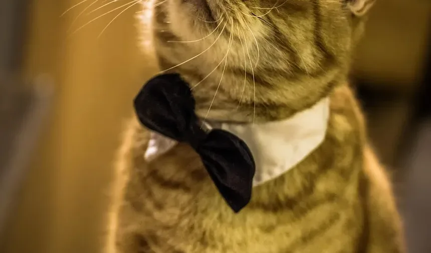 Como Limpar Ácaros das Orelhas dos Gatos: Um Guia Completo