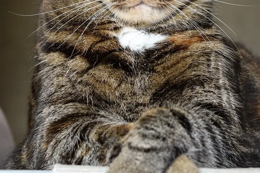 Como Limpar Ácaros das Orelhas dos Gatos: Um Guia Completo