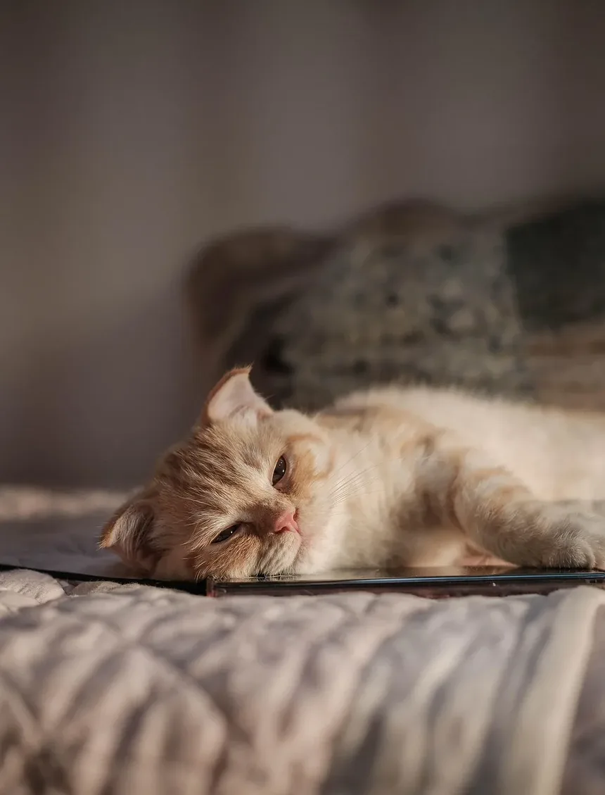 Como Cortar as Unhas do Gato com Uma Mão: Um Guia Completo