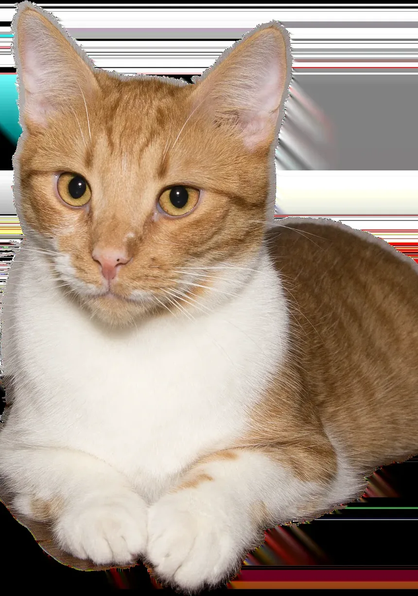 Como Cortar as Unhas do Gato com Uma Mão: Um Guia Completo