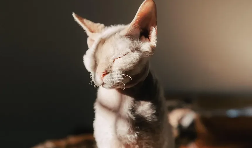 Como Cortar as Unhas do Gato com Uma Mão: Um Guia Completo