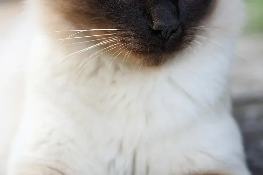 Como Cortar as Unhas do Gato com Uma Mão: Um Guia Completo