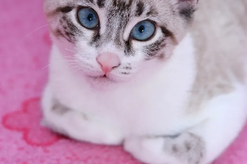 Como Cortar as Unhas do Seu Gato Sem Levar Mordidas: Um Guia Completo