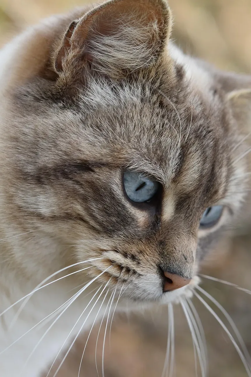 Como Eliminar Alergias a Gatos Naturalmente