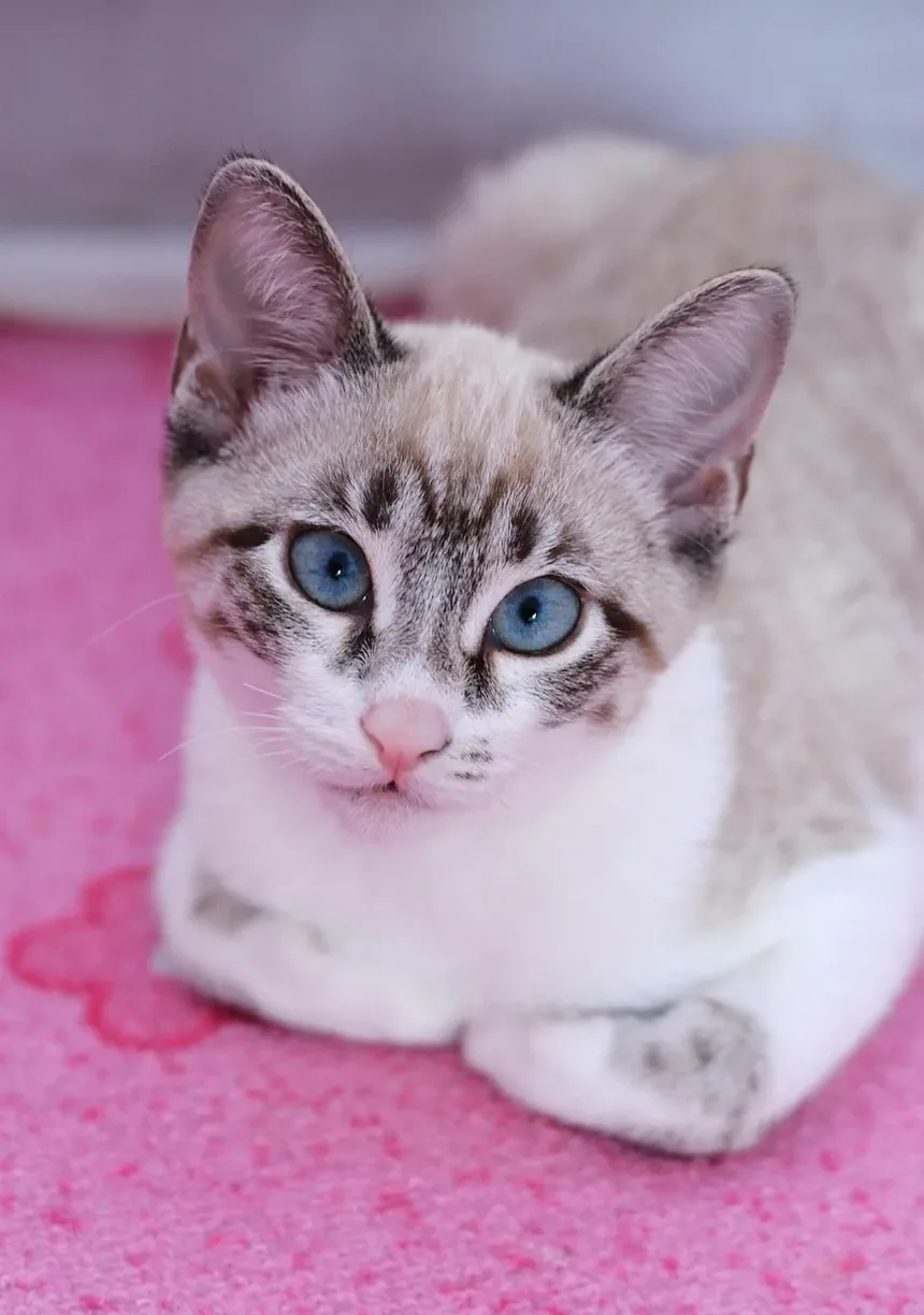 Como Eliminar Alergias a Gatos Naturalmente