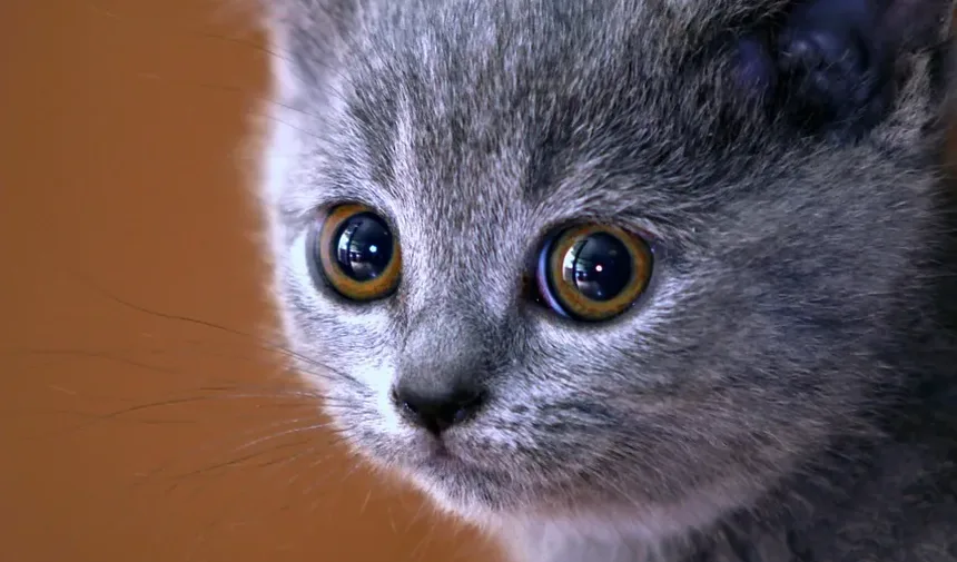 Como Eliminar Alergias a Gatos Naturalmente