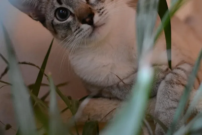 Como Eliminar Alergias a Gatos Naturalmente