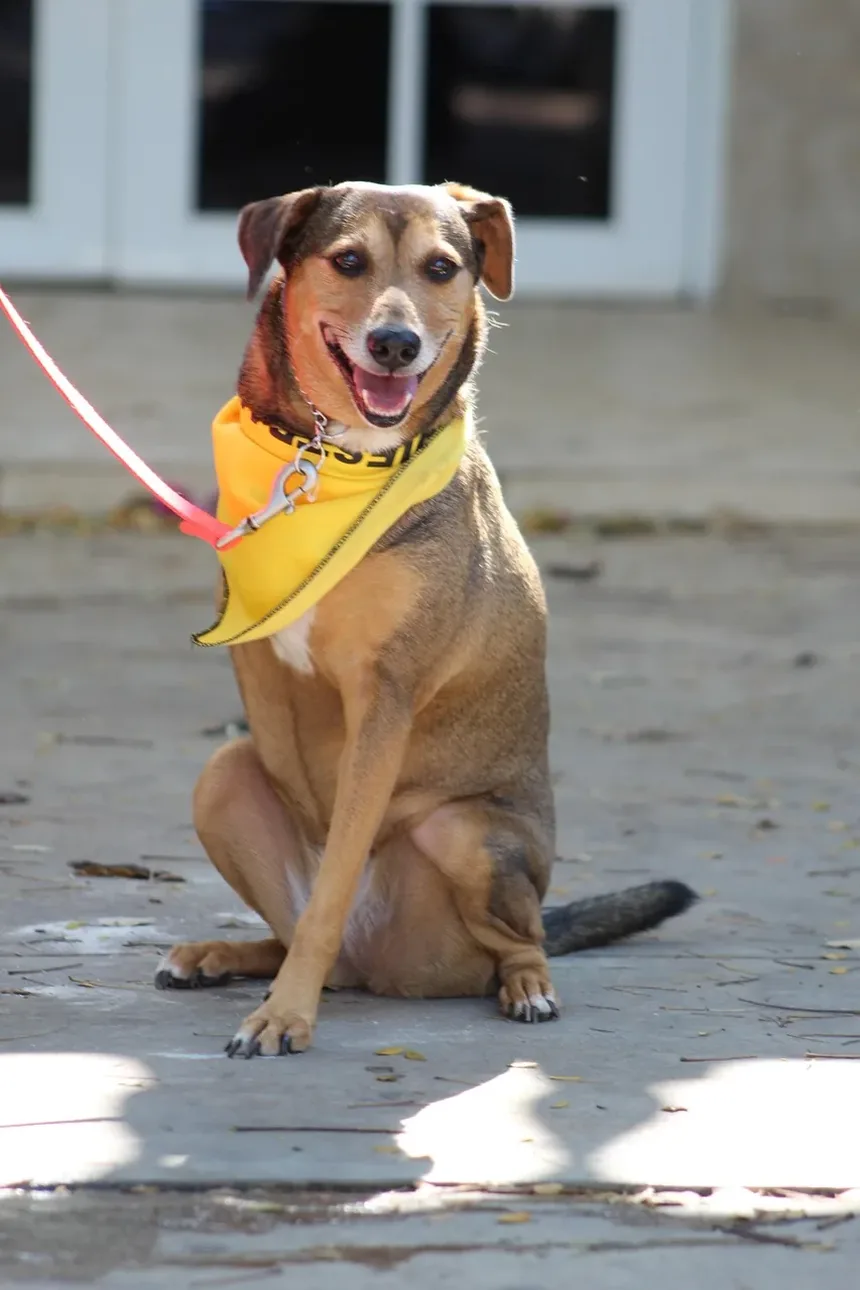 Como Eliminar Ovos de Pulgas em Cães: Um Guia Completo