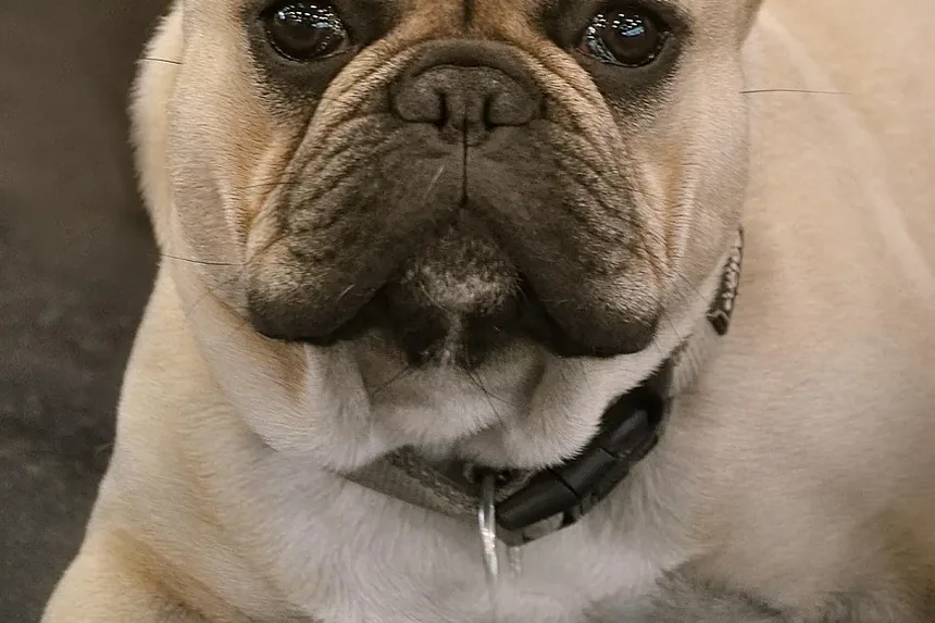 Como Eliminar Ovos de Pulgas em Cães: Um Guia Completo