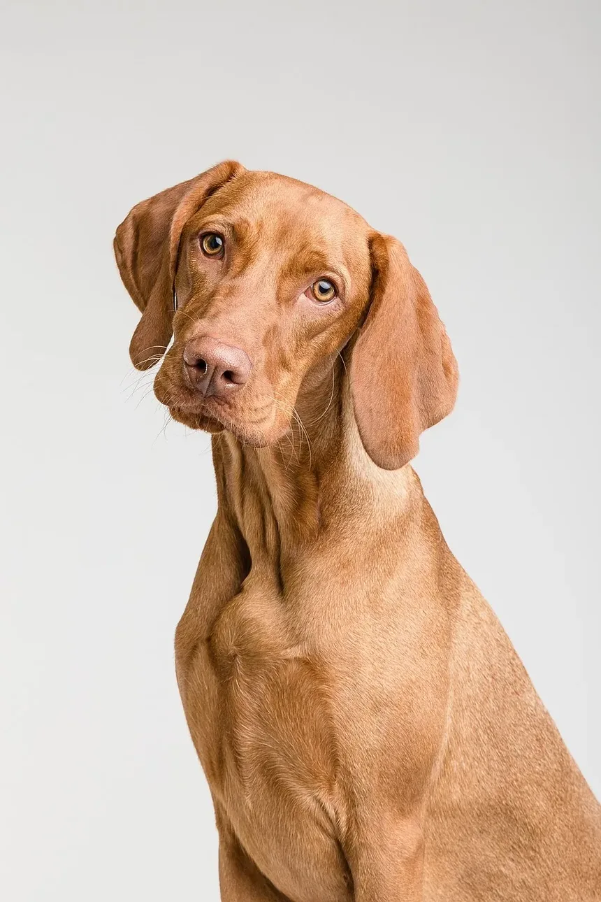 Como Cuidar da Higiene de um Cão Idoso: Um Guia Completo