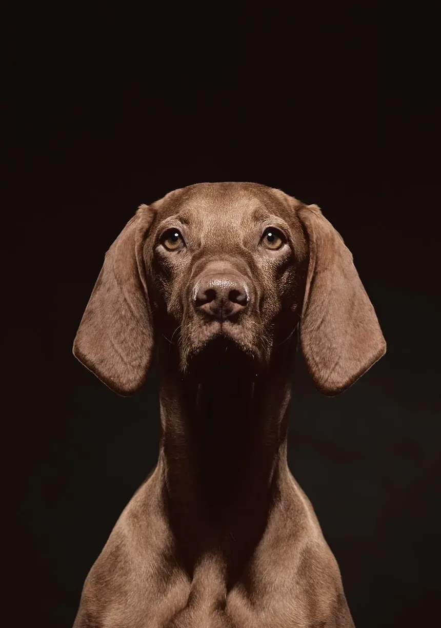 Como Cuidar da Higiene de um Cão Idoso: Um Guia Completo