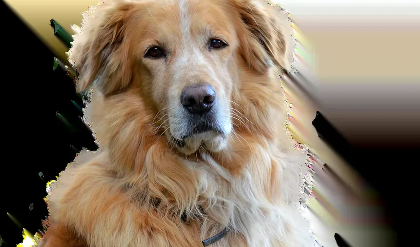 Como Cuidar da Higiene de um Cão Idoso: Um Guia Completo