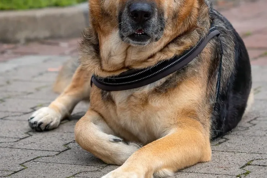 Como Cuidar da Higiene de um Cão Idoso: Um Guia Completo