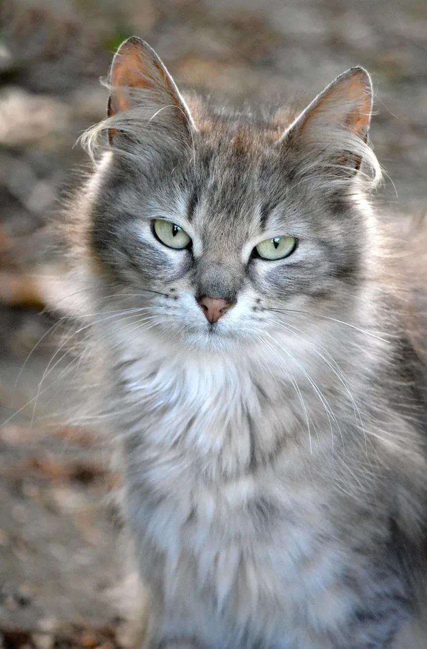 Como Ajudar um Gato que Morde: Compreendendo e Gerenciando a Agressividade Felina