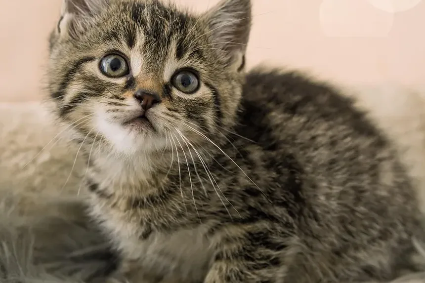 Como Ajudar um Gato que Morde: Compreendendo e Gerenciando a Agressividade Felina