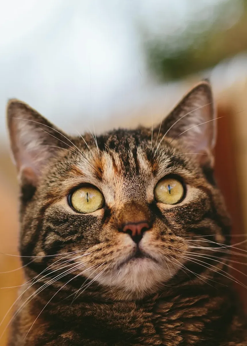 Como Ajudar Gatos Idosos com Bolas de Pelo