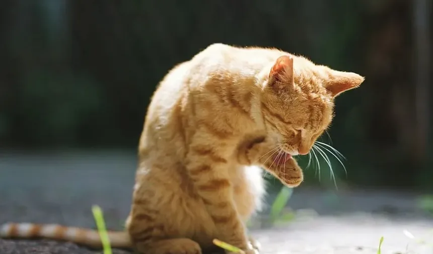 Como Ajudar Gatos Idosos com Bolas de Pelo