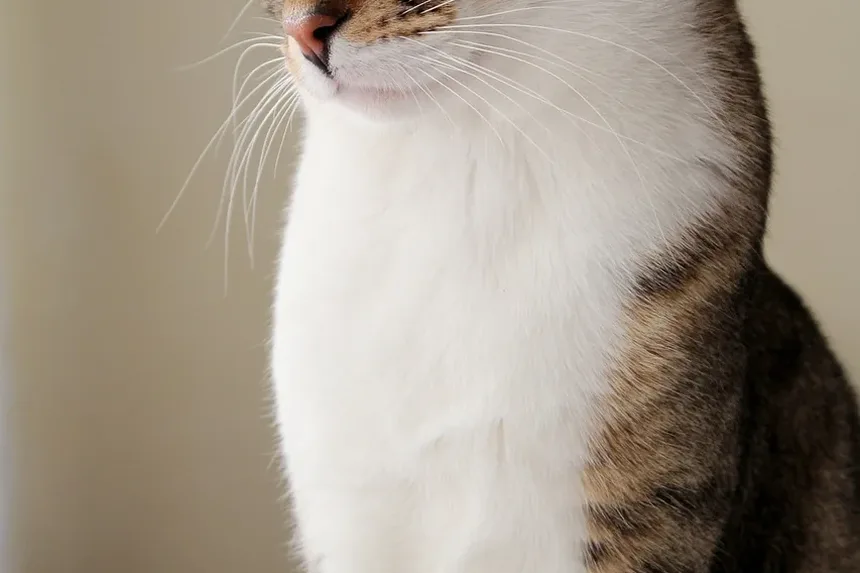 Como Ajudar Gatos Idosos com Bolas de Pelo