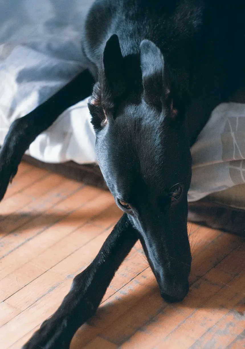 Como Prevenir Carrapatos em Cães em Casa: Um Guia Completo