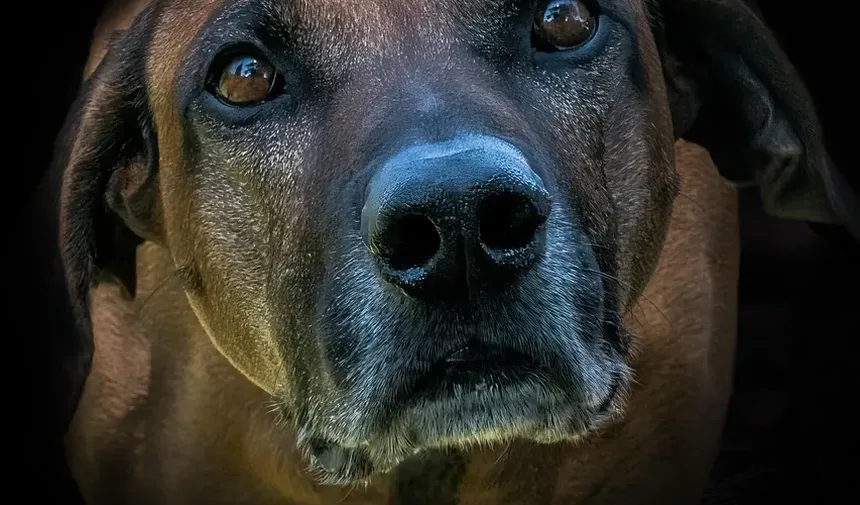 Como Prevenir Carrapatos em Cães em Casa: Um Guia Completo