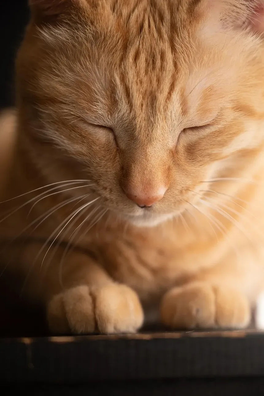 Como Saber Se um Gato Está Doente ou Deprimido