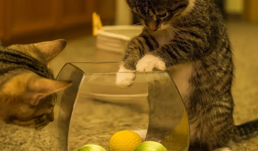 Como Saber Se um Gato Está Doente ou Deprimido