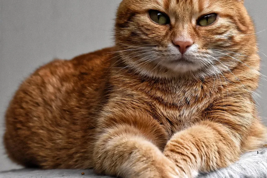 Como Saber Se um Gato Está Doente ou Deprimido