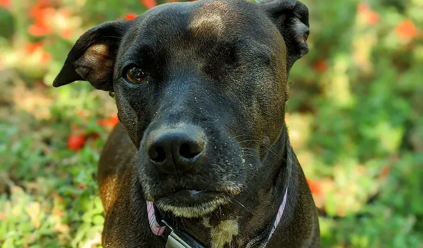 Como Saber Se Seu Cão Precisa Cortar as Unhas